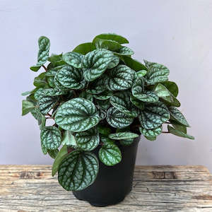 Plants Planters: Peperomia Burbella