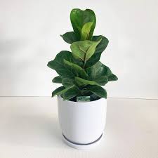 Plants Planters: Ficus Lyrata Bambino
