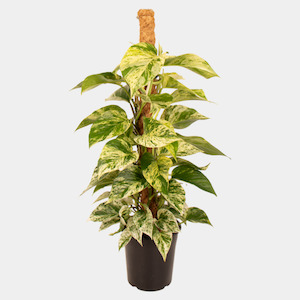 Plants Planters: Epipremnum Marble Queen 18cm Coir Pole