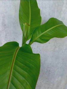 Plants Planters: Ornamental Banana Palm