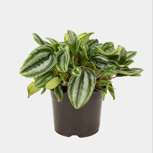 Peperomia  Mini Watermelon 14cm