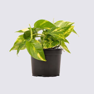 Eco Gifts: Epipremnum Golden 12cm