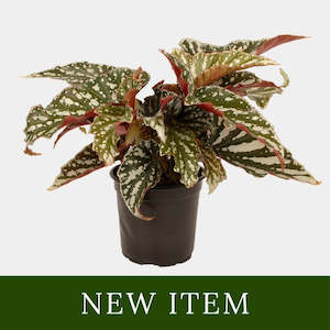 Begonia Bohemian Forest 12cm