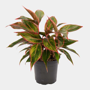 Gifts 30 50: Aglaonema Pot Plant - Siam Aurora 12cm