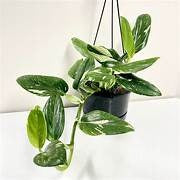 Plants Planters: Monstera Standleyana 17.5cm Basket