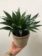 Plants Planters: Dracaena Janet Craig Compacta 14cm