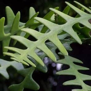 Plants Planters: Cryptocereus Anthonyanus - Ric Rac Cactus