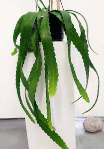 Plants Planters: Epiphyllum - Orchid Cactus 17.5cm Basket