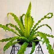 Birds Nest Fern - Asplenium Nidus