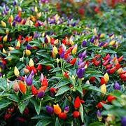 Plants Planters: Mini Capsicum Plants 12cm