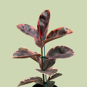 Plants Planters: Ficus Elastica Variegata Ruby 25cm