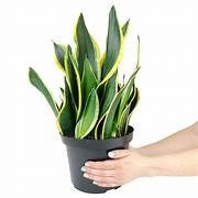 Plants Planters: Sanseveria - Black Gold - 14cm