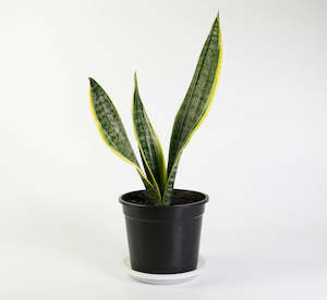 Plants Planters: Sanseveria Superba