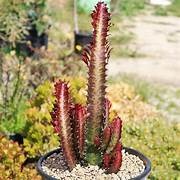 Euphorbia Trigona Purpurea 14cm