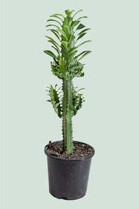 Plants Planters: Euphorbia Trigona Green 14cm