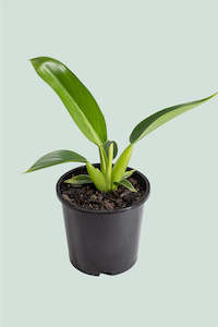 Philodendron Martianum Fat Boy 20cm