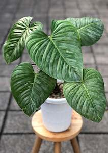 Plants: Philodendron Sodiroi - 17cm