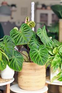 Philodendron Verrucosum - 17cm