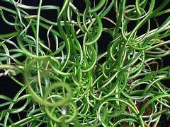 Plants Planters: Juncus Effuses Corkscrew Plant 11cm