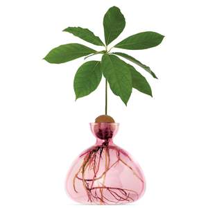 Plants Planters: Avocado Germinating Bowls - Rose Pink