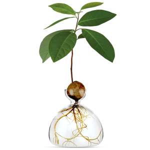 Plants Planters: Avocado Germinating Bowls - Clear