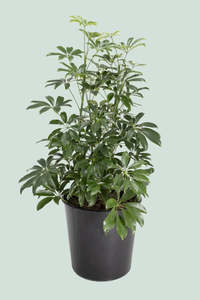 Plants Planters: Schefflera Arboricolor