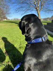 Under 50: Dog Collar Speight's