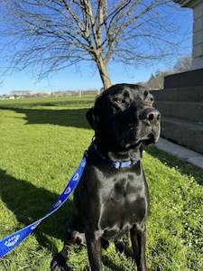 Under 50: Dog Lead Speight's