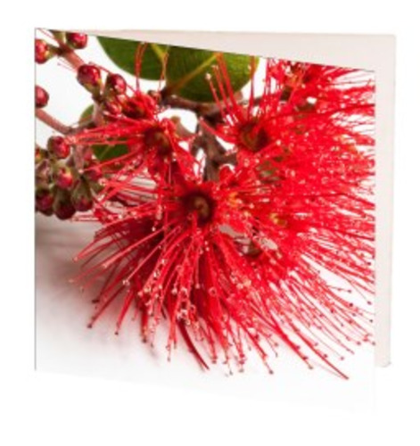 Cards: TT Pohutakawa Card