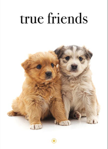 Affirmations: Affirmations Card - True Friends