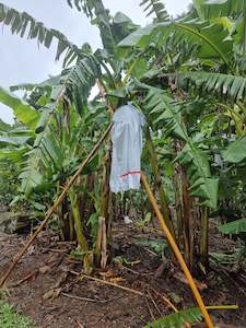 Horticultural Supplies 1: Banana Bag Covers