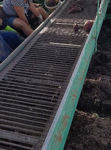 Harvester Parts: Belt  harvester 11520 (255+1) x 1325 x 3/S45/60 x 10 x ZOL