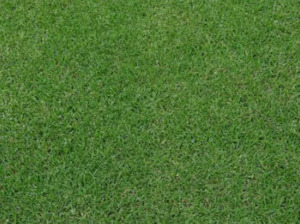 Kikuyu Grass Seed /Per kg