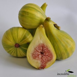 Products: Fig Panache - Springvale Garden Centre
