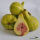 Fig Panache - Springvale Garden Centre