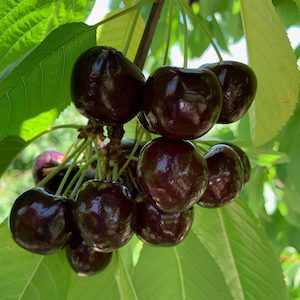 Cherry Lapins - Springvale Garden Centre
