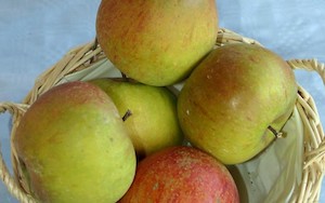 Products: Apple Cox Orange - Springvale Garden Centre