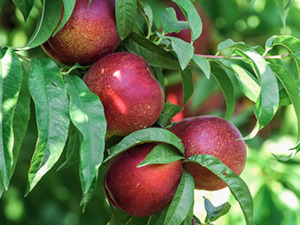 Nectarine Flavour Zee 50cm Std - Springvale Garden Centre