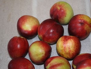 Nectarine Goldmine - Springvale Garden Centre