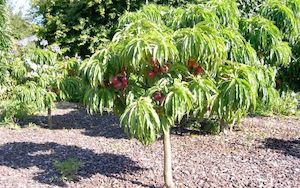 Products: Nectarine Nectar Babe 70cm std - Springvale Garden Centre