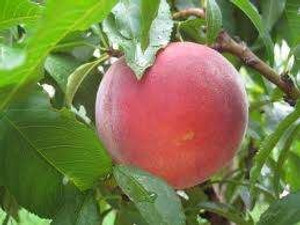 Products: Peach Garden Lady 70cm Std - Springvale Garden Centre