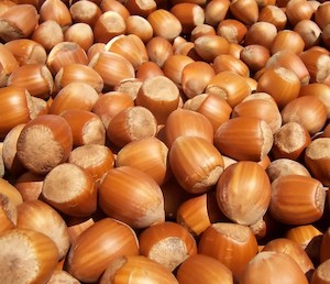 Hazelnut Barcelona - Springvale Garden Centre