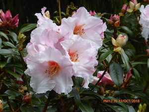 Rhodo Floral Gift - Springvale Garden Centre
