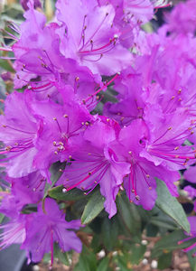 Rhodo Vibrant Violet - Springvale Garden Centre