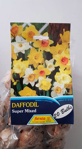 Products: Daffodil Super mixed 20s - Springvale Garden Centre