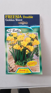 Products: Freesia Double Golden Wave - Springvale Garden Centre