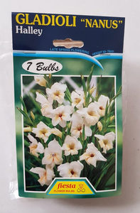 Gladioli nanus Halley 7s - Springvale Garden Centre