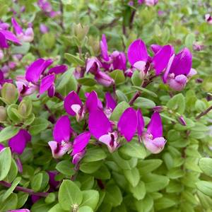 Polygala 'Petite Butterfly' 2.5L - Springvale Garden Centre