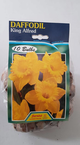 Daffodil King Alfred 10s - Springvale Garden Centre