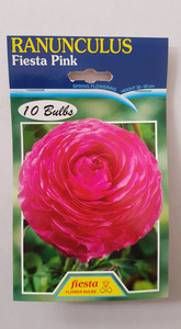 Products: Ranunculus Fiesta Pink - Springvale Garden Centre